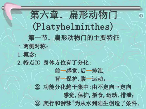 扁形动物门PPT课件