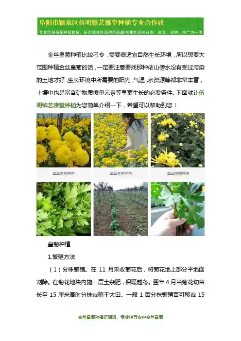 金丝皇菊种植