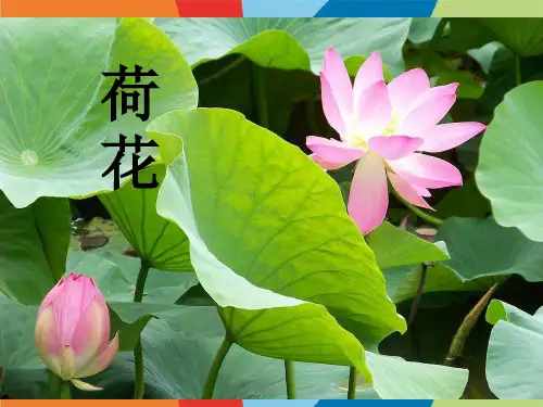 荷花(小鱼金鱼)少儿国画水墨美术PPT课件