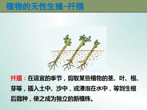 无性生殖的方法