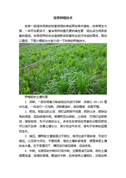 牧草种植技术