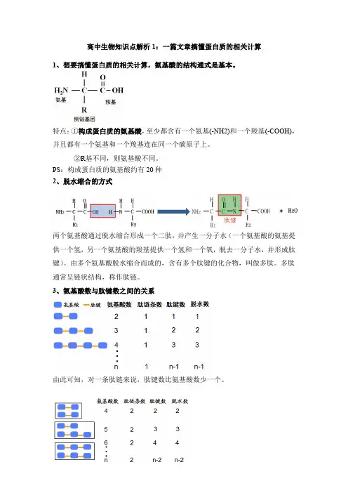 高中生物知识点解析1：一篇文章搞懂蛋白质的相关计算