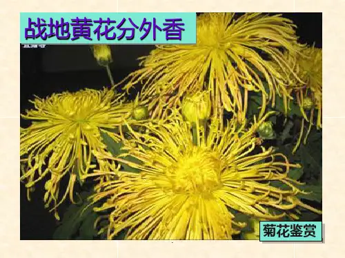 花卉鉴赏-菊花PPT课件