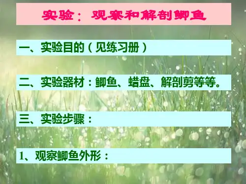 鲫鱼解剖实验脊椎动物