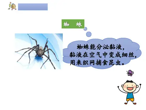 蜘蛛开店ppt课件讲课教案.ppt
