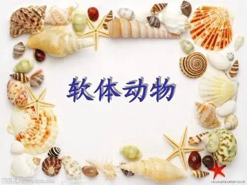 1.1.3软体动物