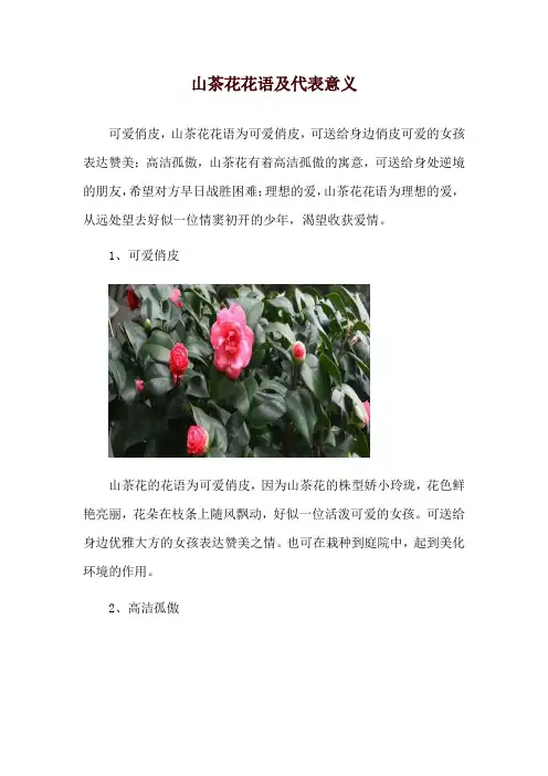 山茶花花语及代表意义