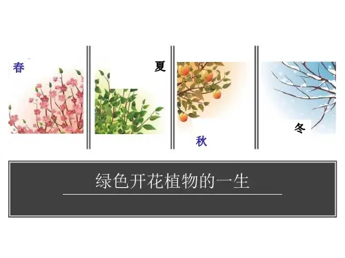 绿色植物的一生完整版本ppt课件