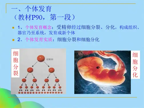 细胞分化和植物细胞全能性1(共42张PPT)