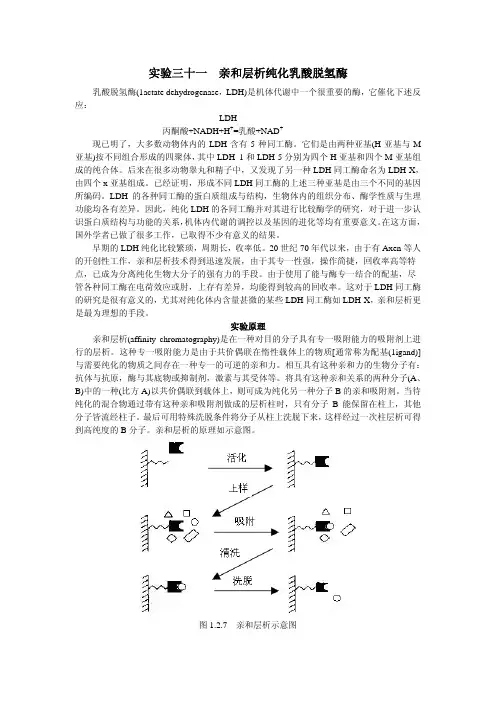 实验三十一亲和层析纯化乳酸脱氢酶