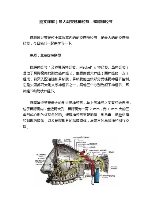 图文详解｜最大副交感神经节—蝶腭神经节