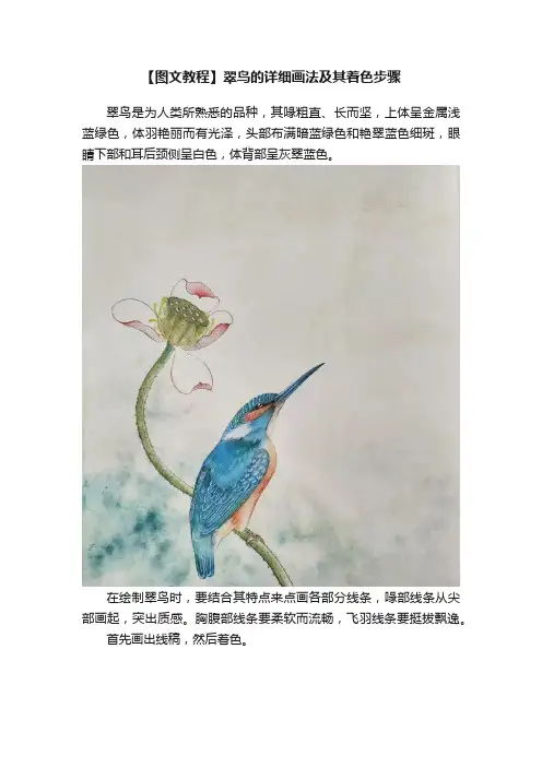 【图文教程】翠鸟的详细画法及其着色步骤