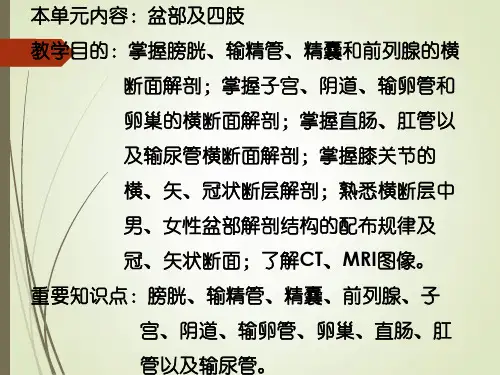 系统解剖之盆部、四肢