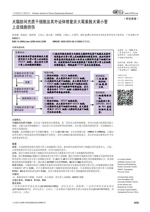 犬脂肪间充质干细胞及其外泌体修复庆大霉素致犬肾小管上皮细胞损伤