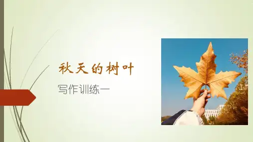 秋天的树叶-写作训练