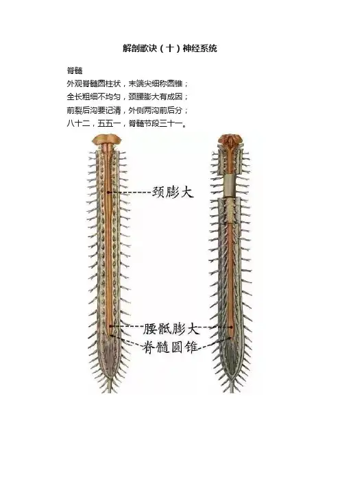 解剖歌诀（十）神经系统