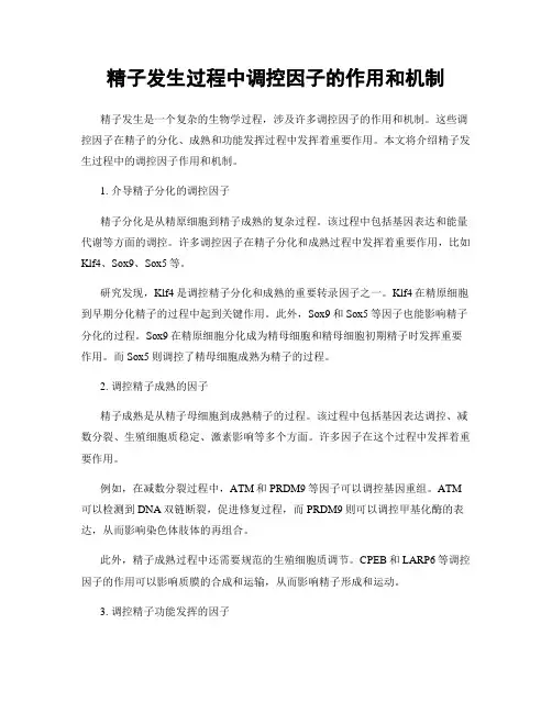 精子发生过程中调控因子的作用和机制