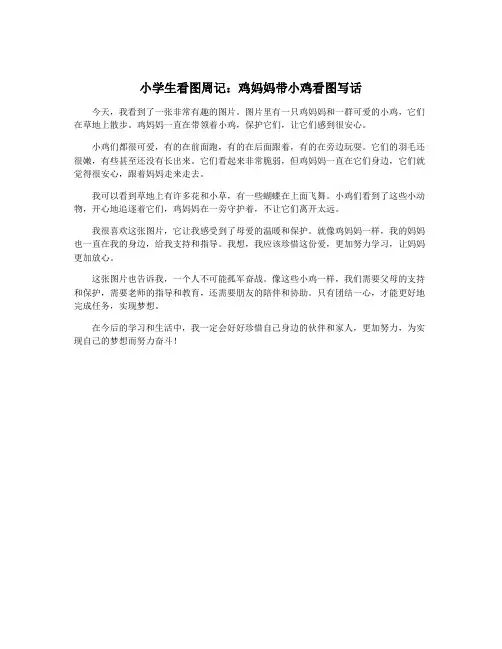 小学生看图周记：鸡妈妈带小鸡看图写话