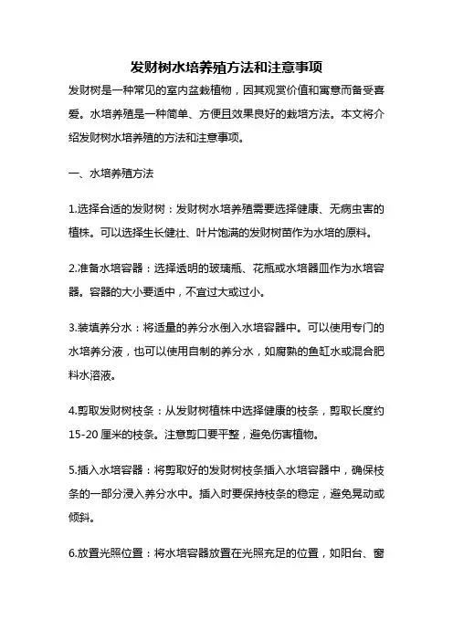发财树水培养殖方法和注意事项