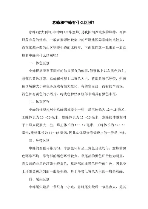 意蜂和中蜂有什么区别？