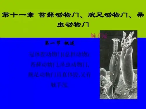 12 苔藓动物门、腕足动物门、帚虫