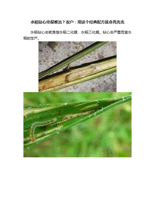 水稻钻心虫很难治？农户：用这个经典配方就会死光光