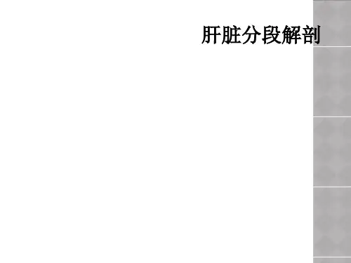 肝脏分段解剖