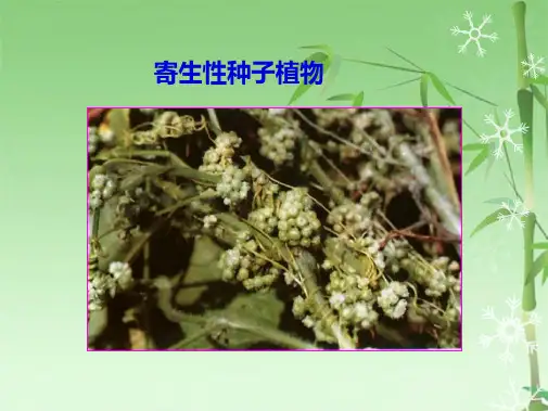 寄生性种子植物(共22张PPT)