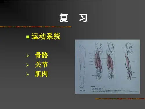 运动解剖学体育动作的解剖学分析