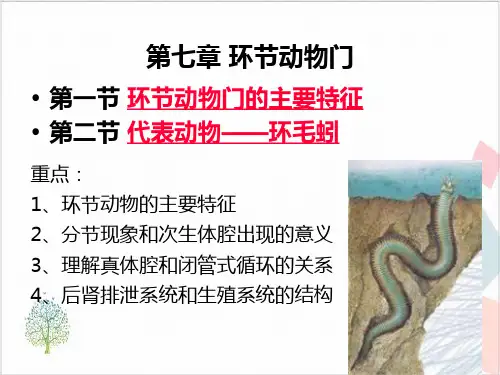 环节动物ppt