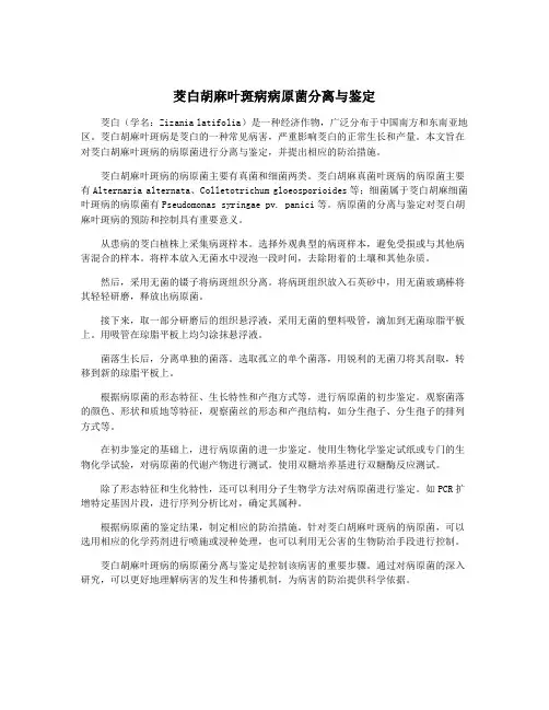 茭白胡麻叶斑病病原菌分离与鉴定