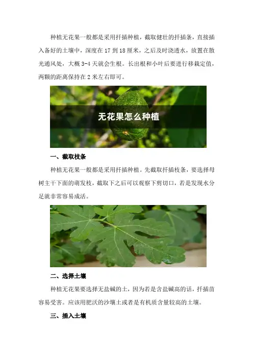 无花果怎么种植
