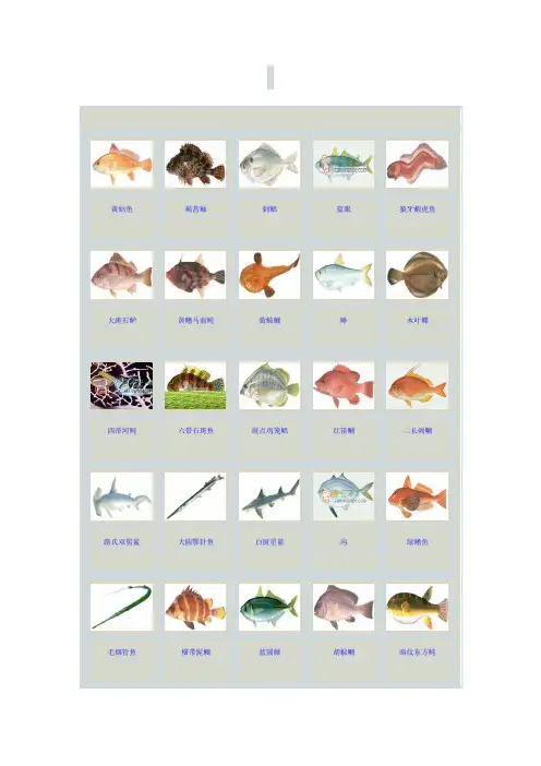 海鱼图片大全
