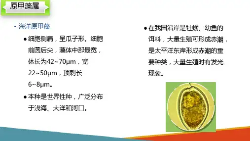 浮游植物—认识甲藻(水生生物学课件)