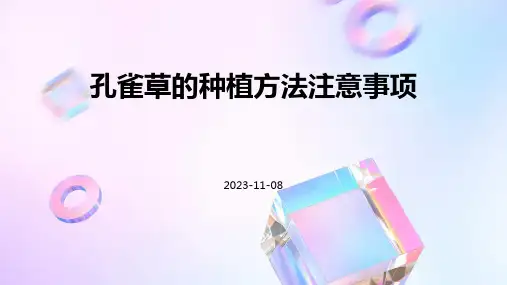 孔雀草的种植方法注意事项