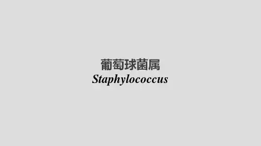 葡萄球菌属