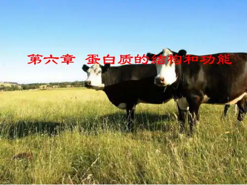 肌红蛋白与血红蛋白