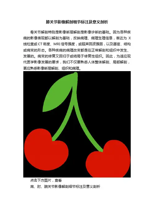 膝关节影像解剖细节标注及意义剖析