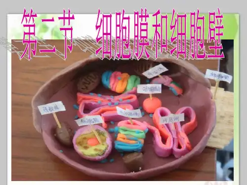 细胞膜和细胞壁PPT教学课件