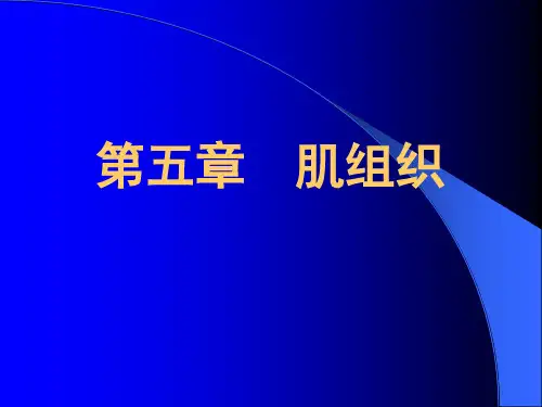 第6章肌组织ppt课件