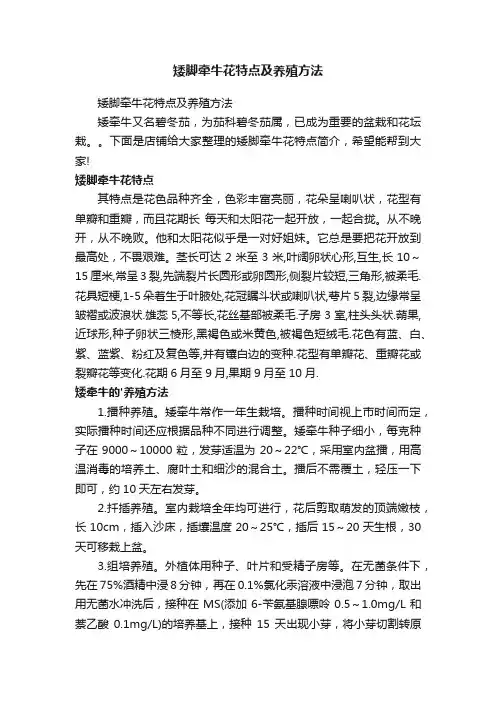 矮脚牵牛花特点及养殖方法