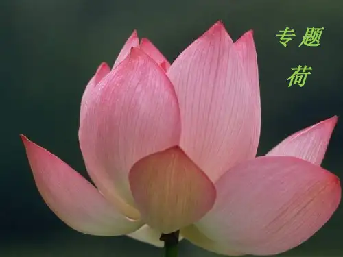 咏荷诗五首