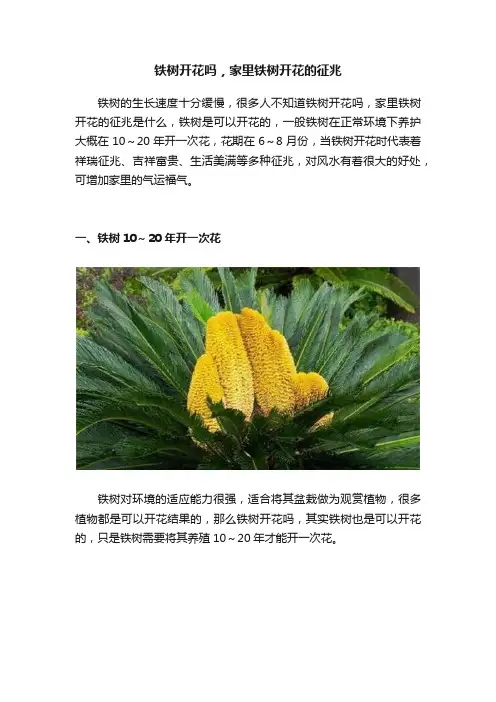 铁树开花吗，家里铁树开花的征兆