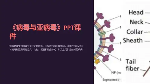 《病毒与亚病毒》课件