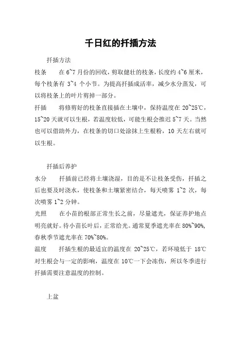 千日红的扦插方法