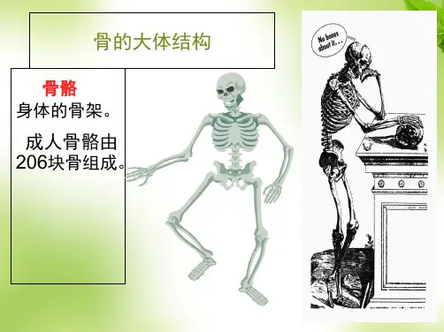 骨质疏松的科普(共28张PPT)【28页】