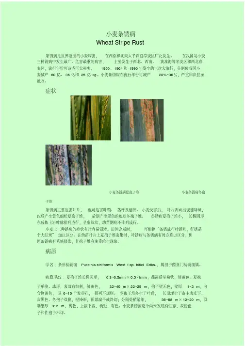 小麦条锈病-8页