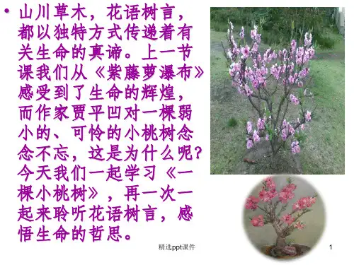 人教新编部编版七年级语文下册第18课一棵小桃树ppt课件