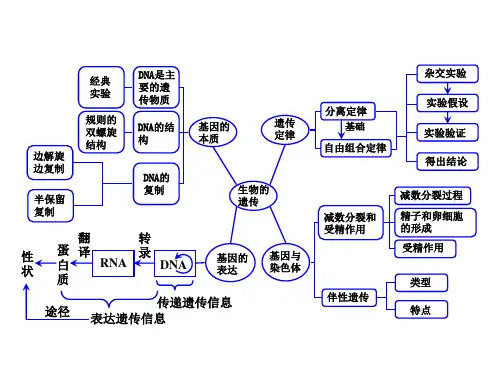 《遗传的分子基础》PPT课件