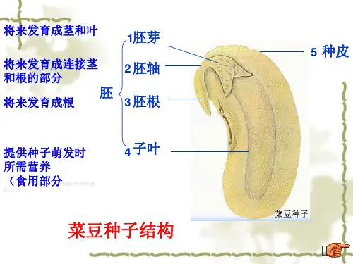 京改版生物七上1.1《认识我们身边的植物和动物》课件
